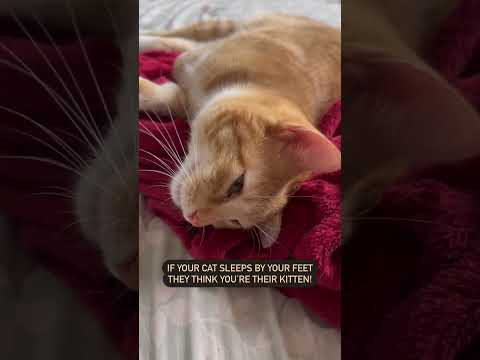 What Your Cat's Sleeping Position Mean! | @cashmere.mittens.cat