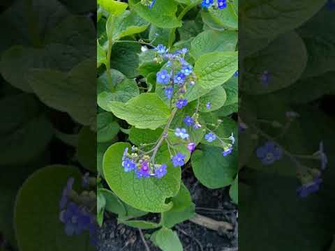 kaukasische vergeet-mij-niet(brunnera macrophylla)vaste plant