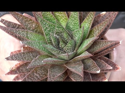 Vetplanten of succulenten: de Aloe aristata