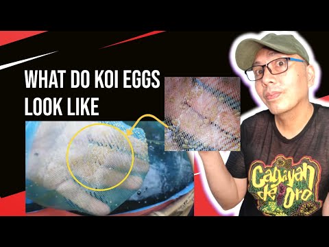 What Do Koi Eggs Look Like and What Do Fertile Koi Eggs Looks Like