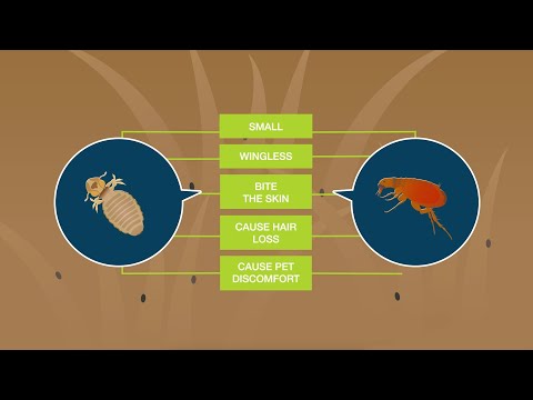 Fleas vs. Lice: What’s the Difference?