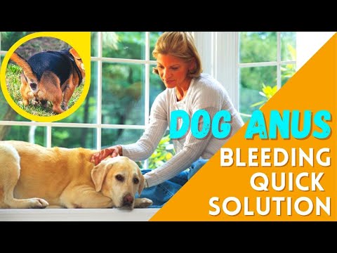 Home Remedies for Dog's Bleeding Anus - Vet-Approved Home Remedies