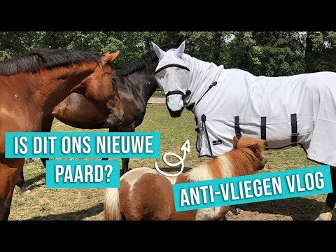 Is dit ons nieuwe paard? Wat te doen tegen vliegen! || Vlog#24