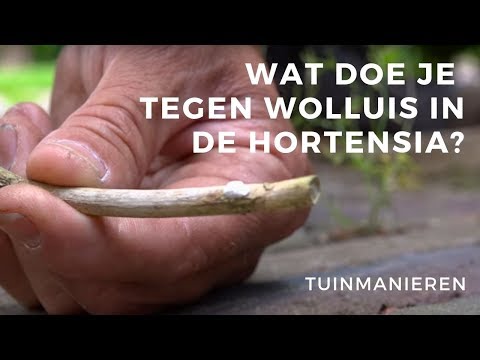 Wat doe je tegen wolluis in de hortensia? | Alles over de Hortensia | Tuinmanieren