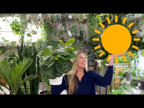 Sun-Worshipping Indoor Plants | High Light Houseplants