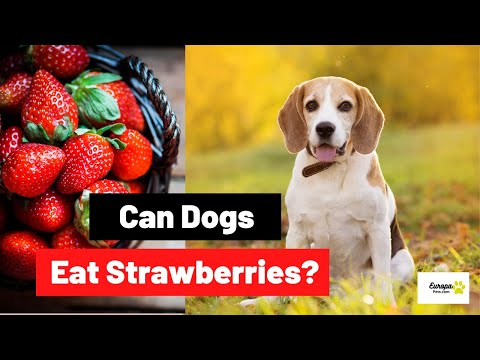 Can Dogs Eat Strawberries?