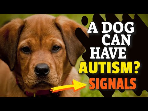 🐕¿Can DOGS have AUTISM? Discover It