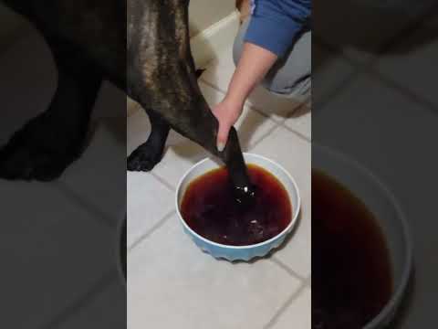 Easy Way to Soak Dog Feet for Bacteria Infections with Iodine