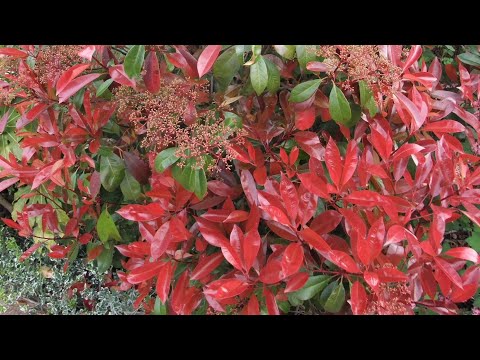 Photinia red robin spring or summer trim / prune