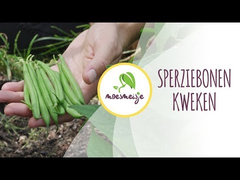 Sperziebonen zaaien, uitplanten en oogsten | Sperziebonen kweken