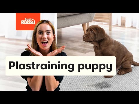 Puppy zindelijk maken: Plastraining