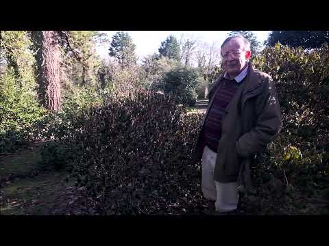 The effects of last summer’s drought on rhododendrons and what can be done to repair the damage