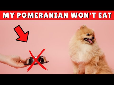 My Pomeranian Dog WON'T Eat 😱 What SHOULD I Do?