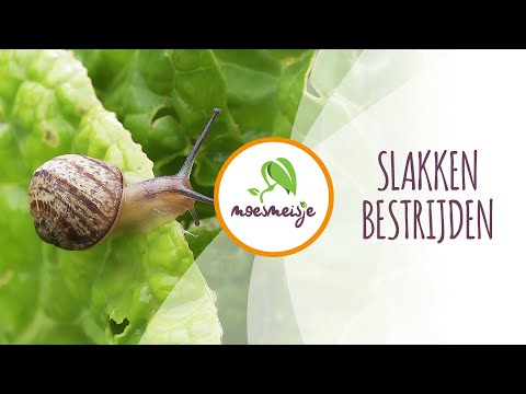 Slakken Bestrijden zonder gif | Slakken in de moestuin