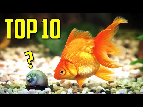 Top 10 Goldfish Tank Mates You Should Try