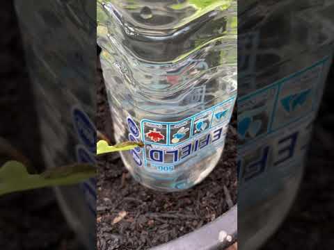 How to water plants while on vacation | Container garden watering