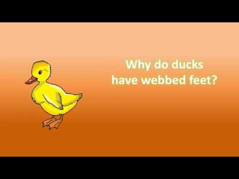 Why do ducks have webbed feet ?