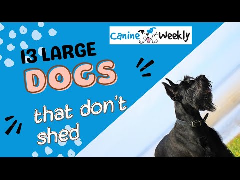 13 Large Dogs That Don't Shed | Big Non Shedding Dog Breeds