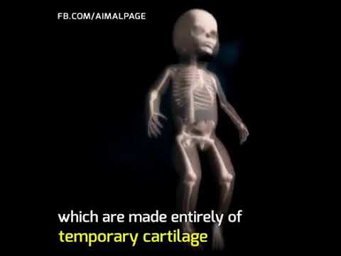 Babies bone development animated video