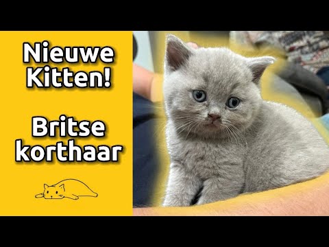 MAG IK JE VOORSTELLEN? | Britse Korthaar Kitten | Eerste dagen thuis