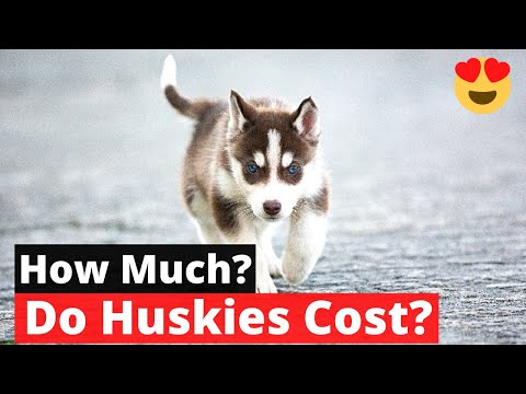 How much do Siberian Huskies cost? SHOCKING TRUTH