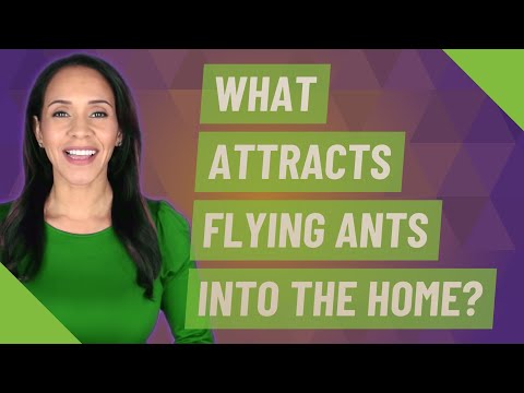 What attracts flying ants into the home?