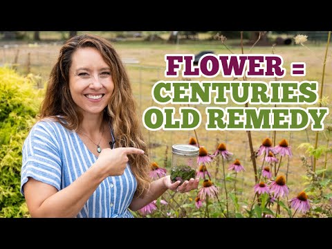 Turn this flower into powerful medicine | Echinacea Tincture Easy DIY