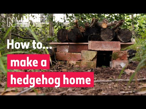 How to make a hedgehog house | Natural History Museum