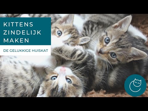 HOE MAAK JE JE KITTEN ZINDELIJK? - De gelukkige huiskat - Kattengedrag