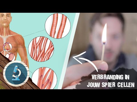 HOE komen SPIEREN aan ENERGIE?   |   Biologie Les HAVO / VWO   |   VERBRANDING in het LICHAAM