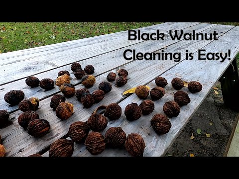 Easy Black Walnut Cleaning - Harvesting Walnuts with Simple Tools