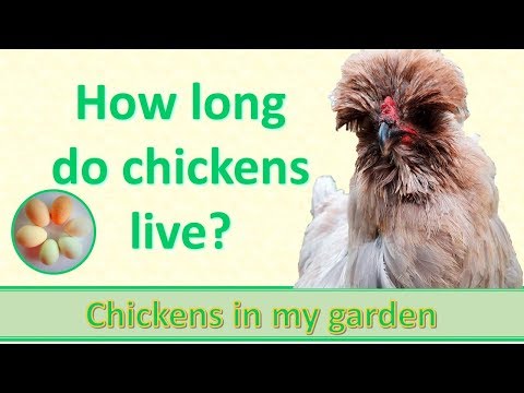 How long do chickens live?