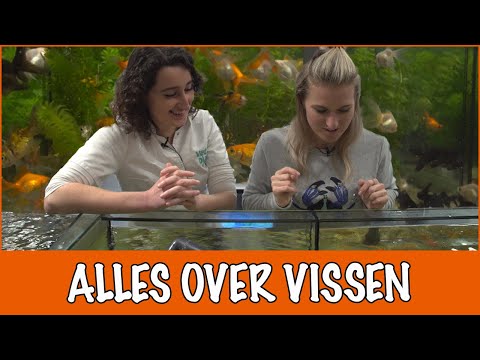 Kan je een vis laten opereren? | DierenpraatTV