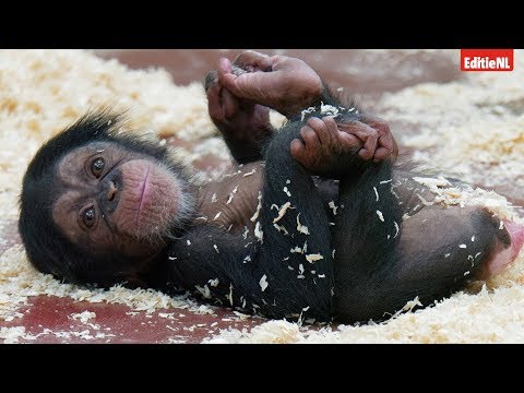 Chimpansee zet Eerste Stapjes - EDITIE NL