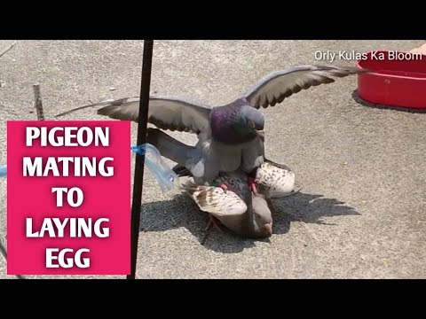 HOW PIGEON MULTIFLY (MATING TO LAYING EGG)