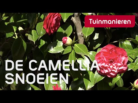 De Japanse roos of Camellia snoeien: hoe doe je dat? | Tuinmanieren