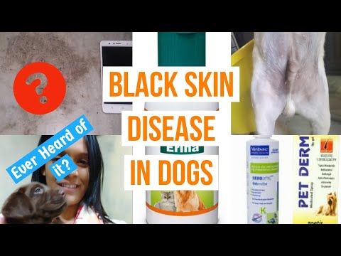 Black Skin Disease | Skin Disease in Dogs | Dr Pallabi Vet