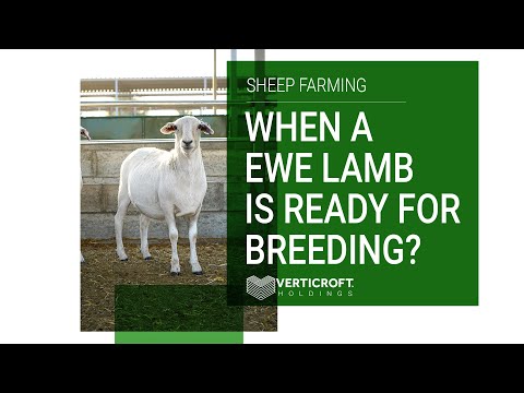 When An EWE Lamb is Ready For Breeding | Sheep Farming | Verticroft Holdings | Ryan Singlehurst