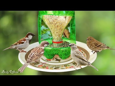 How To Make A Bird Feeder | DIY Homemade Plastic Bottle Bird Feeder