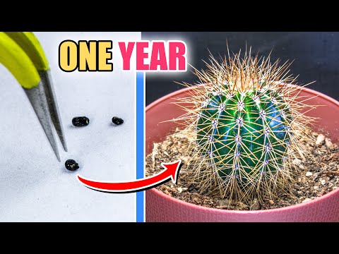 Growing Cactus From Seed (ONE YEAR Time Lapse)