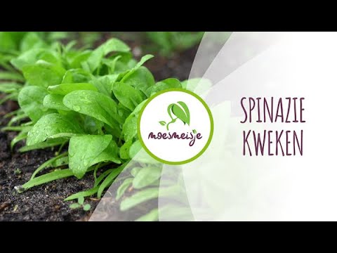 Spinazie zaaien, uitdunnen en oogsten | Spinazie kweken