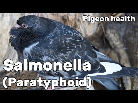 Salmonella or Paratyphoid in Pigeons - Pigeon Health Episode #7