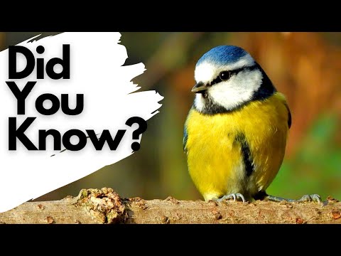 Things you need to know about BLUE TITS!