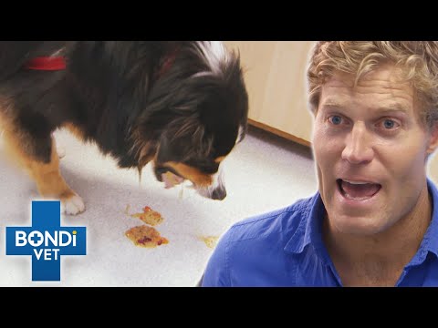 Poisoned Dog Has Minutes To Live | Bondi Vet