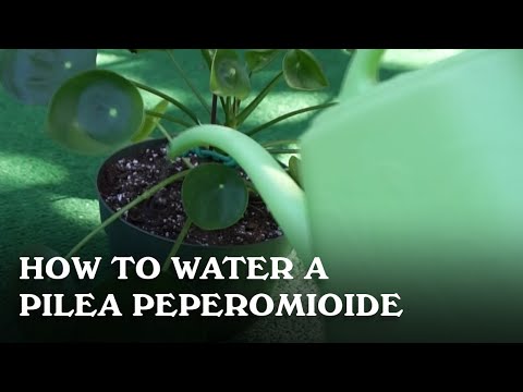 How to water a Pilea Peperomioide.